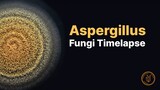 Timelapse of an Aspergillus mold (with microscopy)