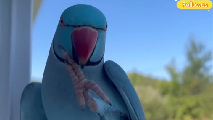 cute parrot 🦜 giving HiFi .😍😍