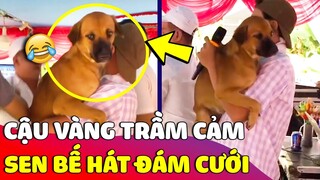 Cười xỉu 'CẬU VÀNG' vào đám cưới kiếm ăn nhưng bị con Sen 'BẾ LÊN' để Karaoke 😂 Gâu Đần