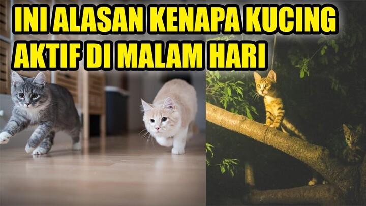 INI ALASAN KUCING AKTIF DI MALAM HARI - KALO MALEM JADI REOG 😂