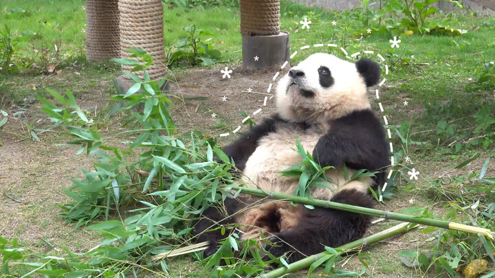 Panda Xue Bao + Su Daqiang: I Don't Want to Eat or Drink