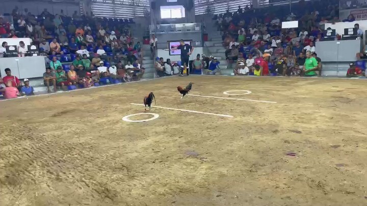 Entry 19 Boston/pumpkin hatch 2hits ulotan champion