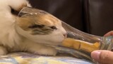 [สัตว์]เมื่อแมวอยากกินขนมในแก้วยาว...