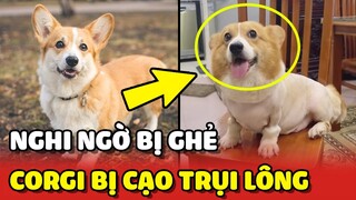 Bé Corgi "VUI MỪNG" vì chứng minh được mình không bị GHẺ nhưng TRỤI LÔNG 😂 | Yêu Lu