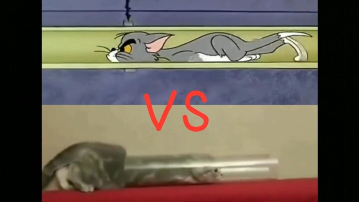 "Tom and Jerry" is Really a Documentary