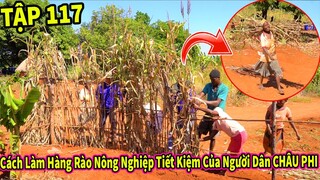 (Tập 117) Nông Nghiệp VIỆT NAM ở Châu Phi || Cách Làm Hàng Rào Siêu Tiết Kiệm Của Người Dân Châu Phi