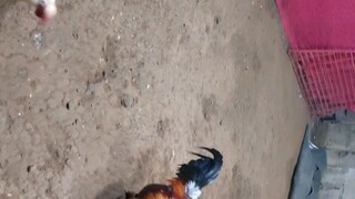 Sna palarin s 2 cock ulutan...