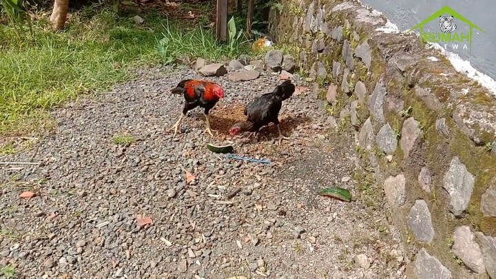 Ayam makan Semangka