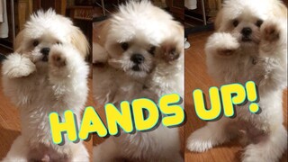 Cute Shih tzu Puppy's Training Tricks - HANDS UP!