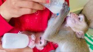 Most Obedient Monkey Toto & Luca Manners Sit Drink Milk Together