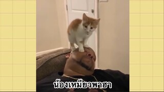 เพื่อนตัวน้อยแสนซน : น้องเหมียวพาฮา