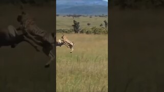 tiger vs deer