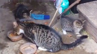 Woman Finds Stray Mama Cat And Kittens Outside Her Home