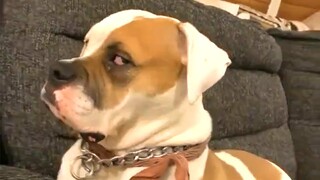 Guilty DOG Face Reaction 😆🤣😂 Guilty Dogs Video Compilation 2020