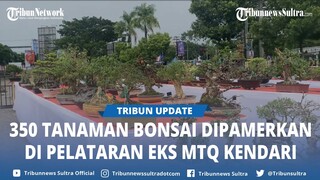 350 Tanaman Bonsai Dipamerkan di Pelataran Eks MTQ Kendari Sulawesi Tenggara, Antusias Pengunjung