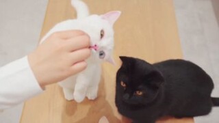 ลูกแมวทุกตัวยืนกินขนม