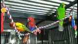 BEAUTIFUL LOVE BIRDS