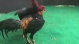 Ayam Bangkok Super