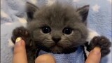 This is what macho men should watch, a super cute little kitty that will cure your unhappiness!