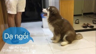 Chó Mật siêu ngoan ,cách dạy chó ngồi theo lệnh chủ nè ^^ - Mật Pet Family