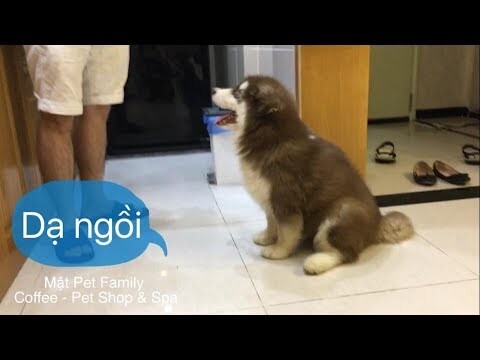 Chó Mật siêu ngoan ,cách dạy chó ngồi theo lệnh chủ nè ^^ - Mật Pet Family