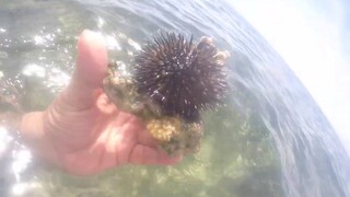SEA URCHINS IN THE BOHOL SEA ~ BE WARNED TO WEAR WATER BOOTS OR AN OLD PAIR OF SNEAKERS