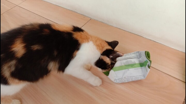 Makanan Favorite Kucing Kesayangngan ku