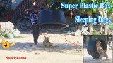 Wow !! New Prank | Big Plastic Box Vs Prank Sleeping Dog - Funniest Videos | Try to stop Laugh?