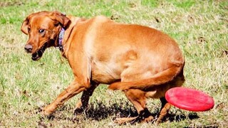 Best Funny Animal Videos Of The 2021 🤣 - Funny Wild And Farm Animals Videos | Petsquad