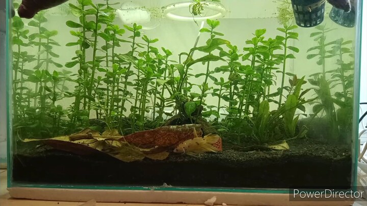 Sweet potato betta tank