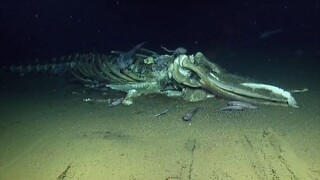 鹦鹉螺号深海勘测船2019年度拍摄到的那些诡异的深海画面