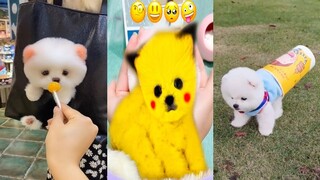 Funny and Cute Dog Pomeranian 😍🐶| Funny Puppy Videos #111