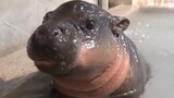 Animals|Hippos Are Also Cute