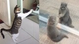 Cat Reaction to Cat Mirror - Funny Cat Mirror Reaction Compilation