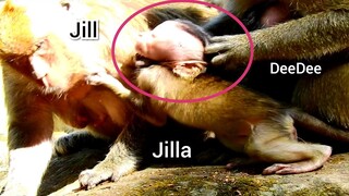 OMG Why DeeDee Always Pull Hair Baby Jilla Like This, Monkey Jill Exhausted to Care Baby From DeeDee