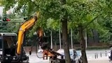 cleaning trees by vibrating machine