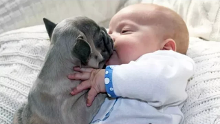 คำเตือน Cuteness Overload - Cute Dogs Kissing Babies Compilation