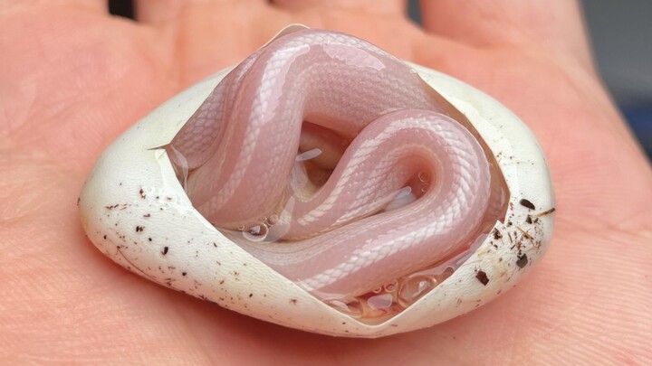 [Động vật]Lứa rắn ngô màu hồng sọc trắng chào đời