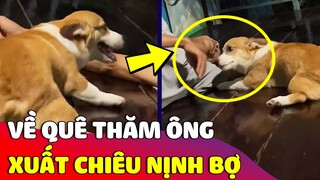 Lần đầu được về quê 'THĂM ÔNG' chú Corgi liền xuất chiêu 'NỊNH BỢ' thần sầu 😅 Gâu Đần