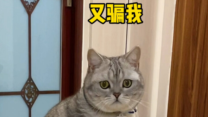 猫咪孵的这颗蛋800元一个，却差点被做成了面膜……