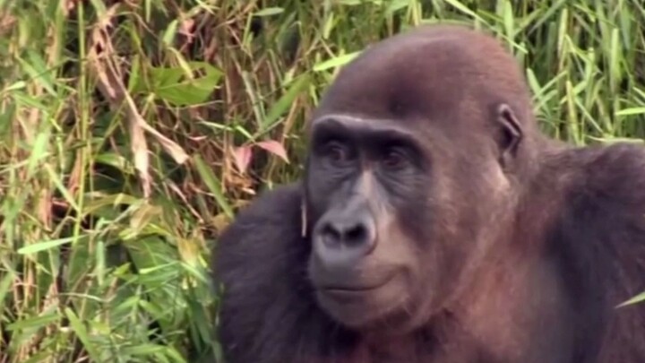 "Lama tidak bertemu" Reuni mengharukan simpanse dan pemiliknya setelah 5 tahun