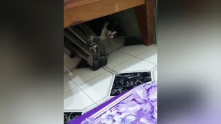 Lẻn vô phòng chui xuống gầm tủ nằm ngủ ngon lành. meconnhamieu meocung meocute meow mèo xuhuong meoheo meowmeow pet cat