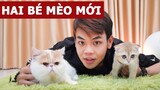 2 bé mèo mới siêu dễ thương ở kênh @The Happy Pets (Oops Banana Vlog #102)