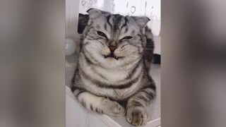 Bạn ơi đừng n.g.h.i.ệ.n nữa 😅 meow meocute xuhuong