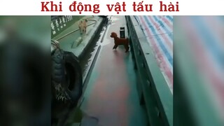 Khi động vật tấu hài