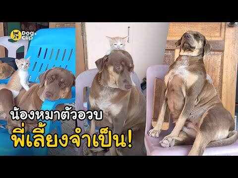 "เจ๊ตาล" น้องหมาพันธุ์ไทยตัวอวบพี่เลี้ยงเหมียวน้อย | Dog's Clip