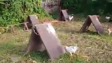 Munting manokan pero malaking kasiyahan 🤗🤗👊👊