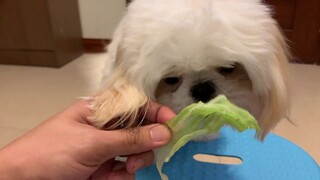 Shih Tzu Tries To Eat Veggie After Doing His Tricks - See How He Reacts