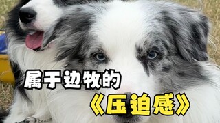 让边牧告诉你什么是演技！