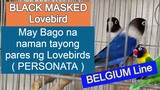 MAY BAGO NA NAMAN TAYONG PARES NG LOVEBIRDS ( PERSONATA ) Belgium Line
